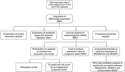 Exploring Potential Regulatory Anesthetic Drugs Based on RNA Binding Protein and Constructing CESC Prognosis Model: A Study Based on TCGA Database